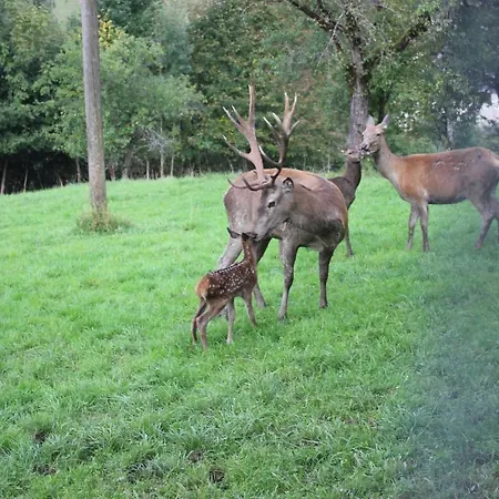 Gaestehof Annerl דירה *